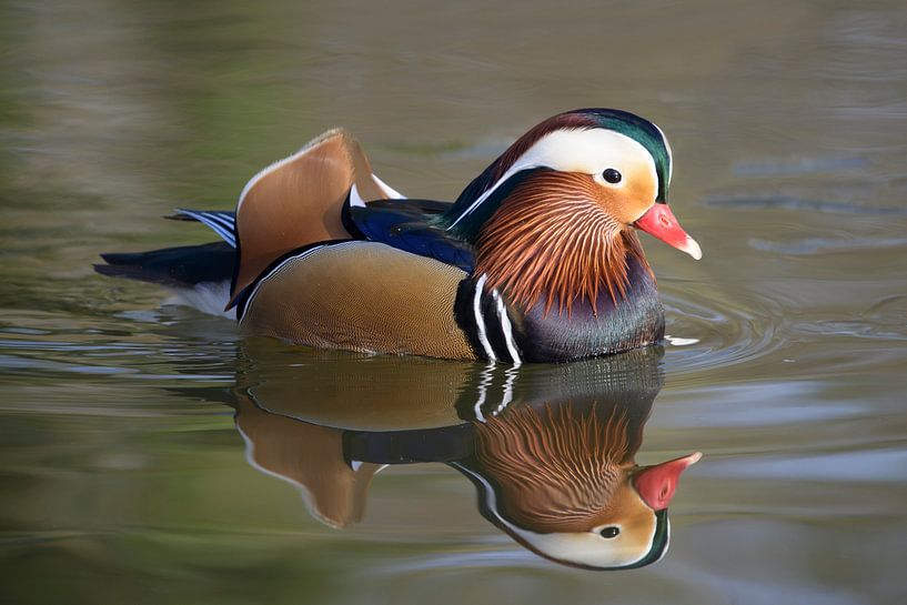 Mandarin duck swims in pond by Barbara Brolsma