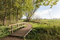 Wandelpad met bruggetje  in Alblasserbos