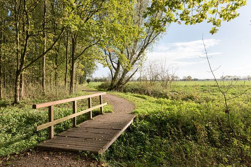 Wandelpad met bruggetje  in Alblasserbos