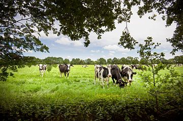 Typisch landschap in de noordelijke fryske walden met houtwallen en elzensingels met koeien van Marcel van Kammen