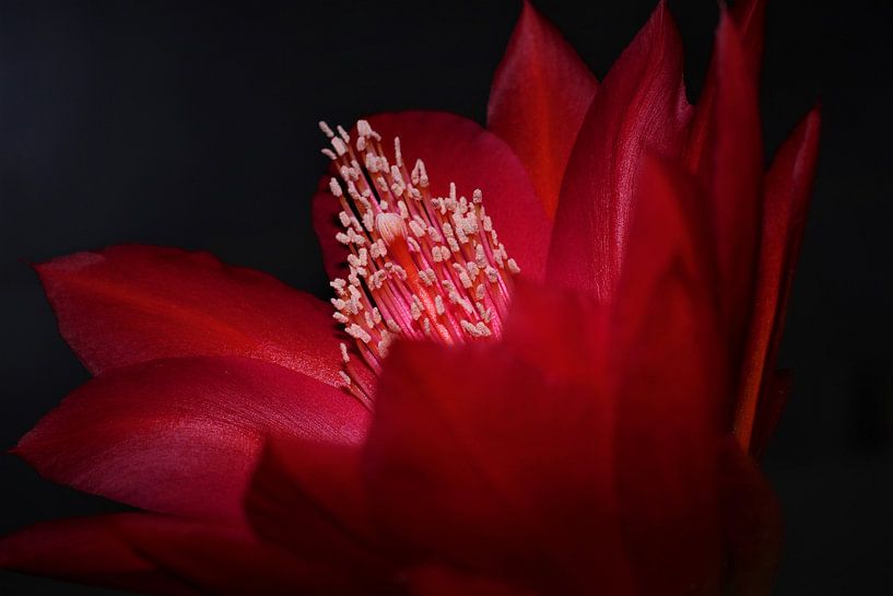 Red flower by Joel Houbrigts
