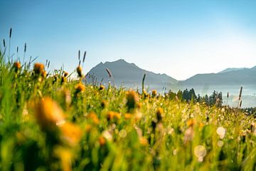 Sonnenaufgang mit Blick auf den Grünten