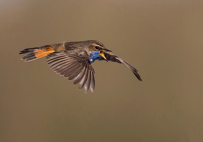 La cour de Bluethroat par Anton Kloof