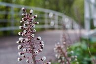 Blumen an der Brücke von David Muntinga Miniaturansicht