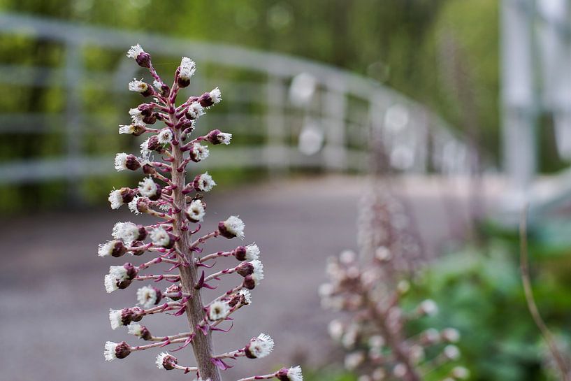 Blumen an der Brücke von David Muntinga