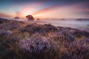 Sonnenaufgang in der Heide