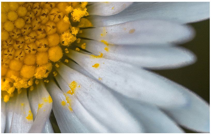 Pâquerette par Philippe verspeek