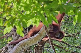 An orangutan hanging from a thick branch by Frank Photos