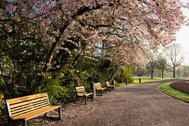 Bloesem in het Park Rotterdam von Charlene van Koesveld