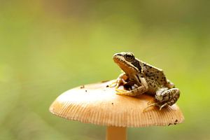 Frosch auf einem Pilz auf der Lauer