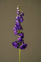 Fiore Viole (grün)