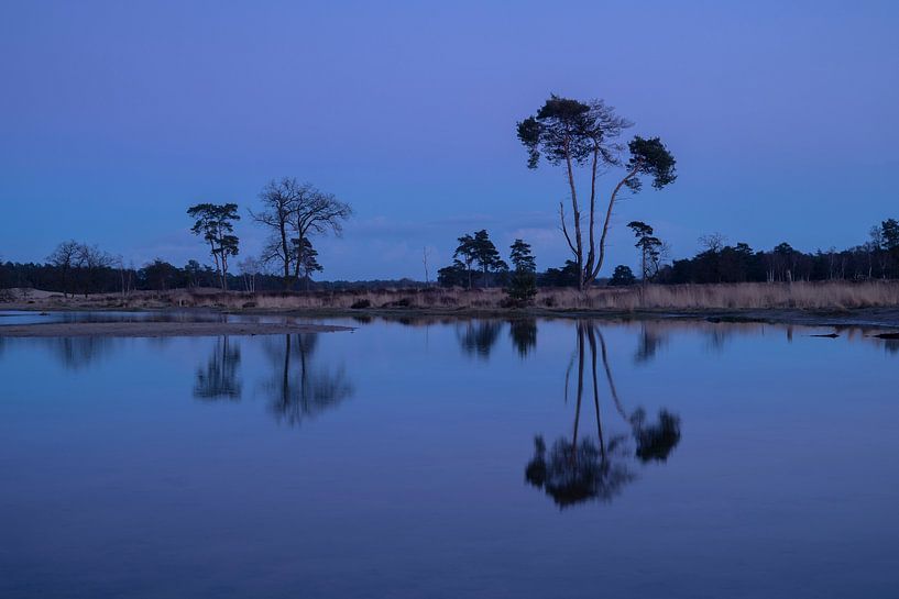 Reflectie Loonse en Drunense Duinen van Zwoele Plaatjes op canvas ...