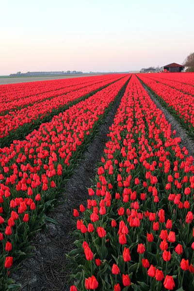 Tulpen von Jan Albada