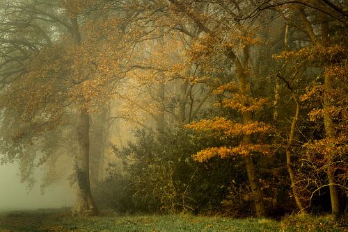 Schilderachtig herfstbos in de mist