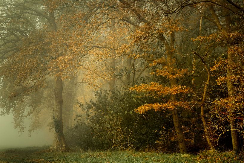 Picturesque autumn forest in the mist by Peter Bolman