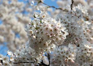 Arbres en fleurs