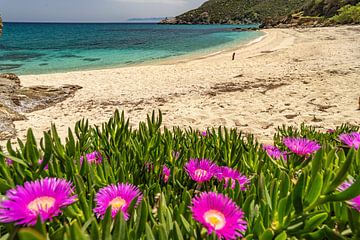 Flowers on a dream beach by Peter Schickert