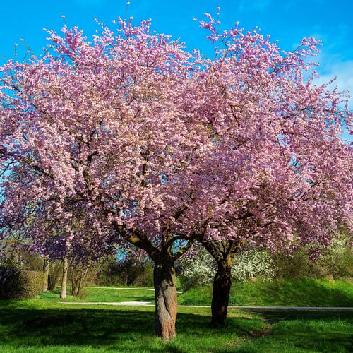 Lente-landschap met roze bloeiende sierkersen