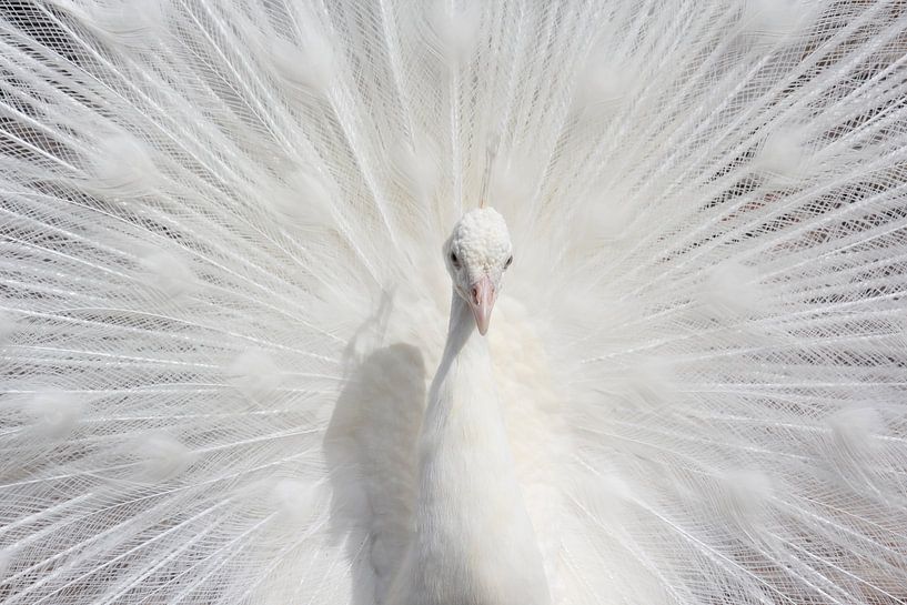 Weißer Pfau von Menno Pebesma