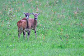 Mouflon deer by Karin Jähne