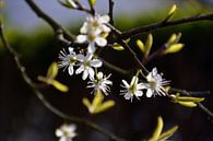 Blüte am Pflaumenbaum von FotoGraaG Hanneke Miniaturansicht