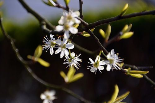 Fleur sur le prunier