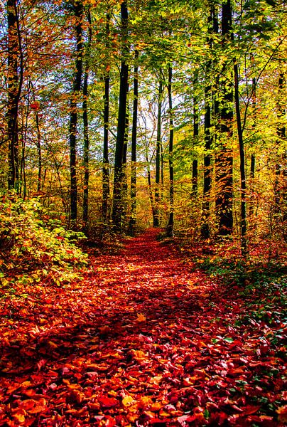 Herbstlicher Waldweg von EMOTIONS & MEMORIES by Photography Jansen