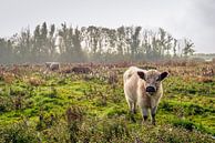 Beige kleurige Galloway koe met donkerbruine oren kijkt nieuwsgierig naar de fotograaf van Ruud Morijn thumbnail