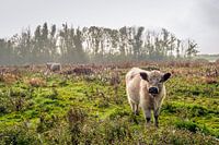 Beige kleurige Galloway koe met donkerbruine oren kijkt nieuwsgierig naar de fotograaf