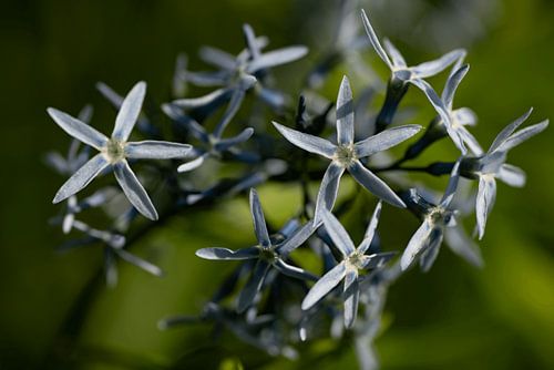Star flowers