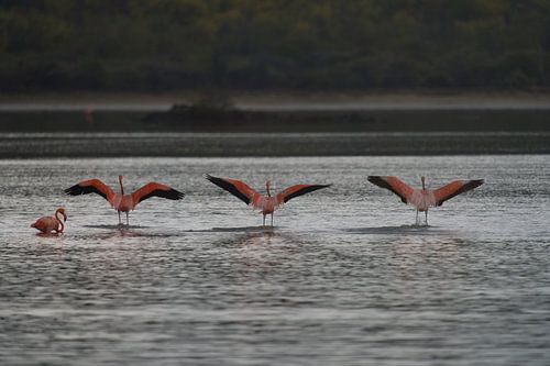 Flamingo’s (Phoenicopterus ruber) met open vleugels bij Bullenbaai Curaçao.