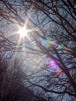 soleil de printemps
