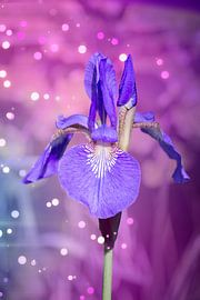 Metafysische Iris van Ribbi