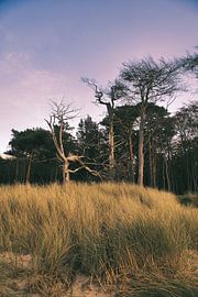 Am Strand der Ostsee mit Dünen von Martin Köbsch