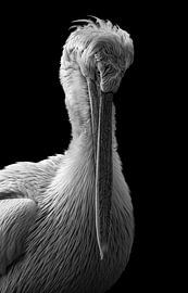 Crucian Pelican by Jonno Verheul