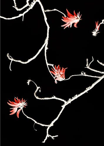 Scarlet Branch Dance