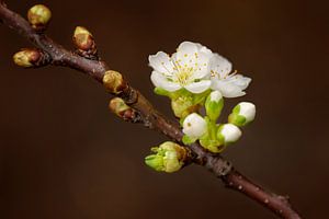 Pear blossom von Maren Oude Essink