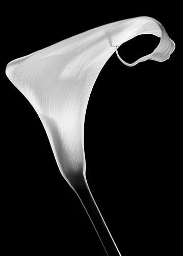 Calla van Santiago Pascual Buye