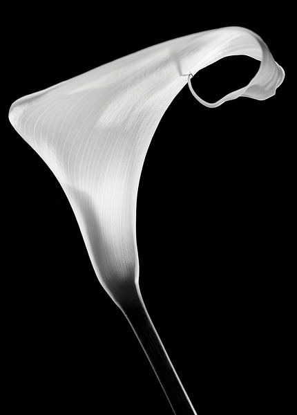 Calla van Santiago Pascual Buye