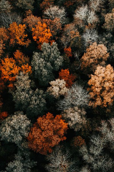Autumnal forest by Poster Art Shop