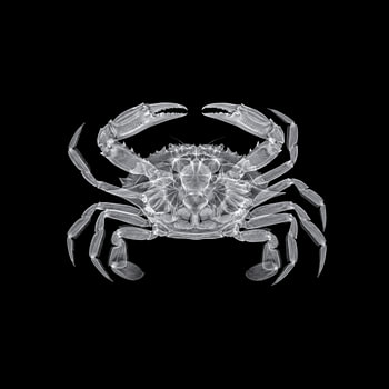 Radiographie d'un crabe