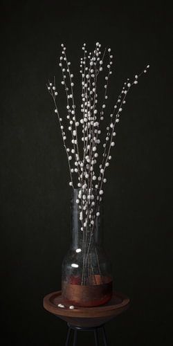 Chaton delight noir desire