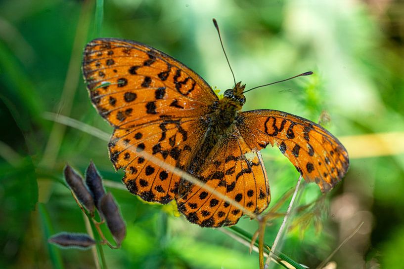 Schmetterling (mit Handycap) by Flatfield