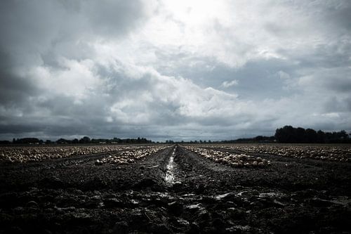 Dutch clouds - Uienveld