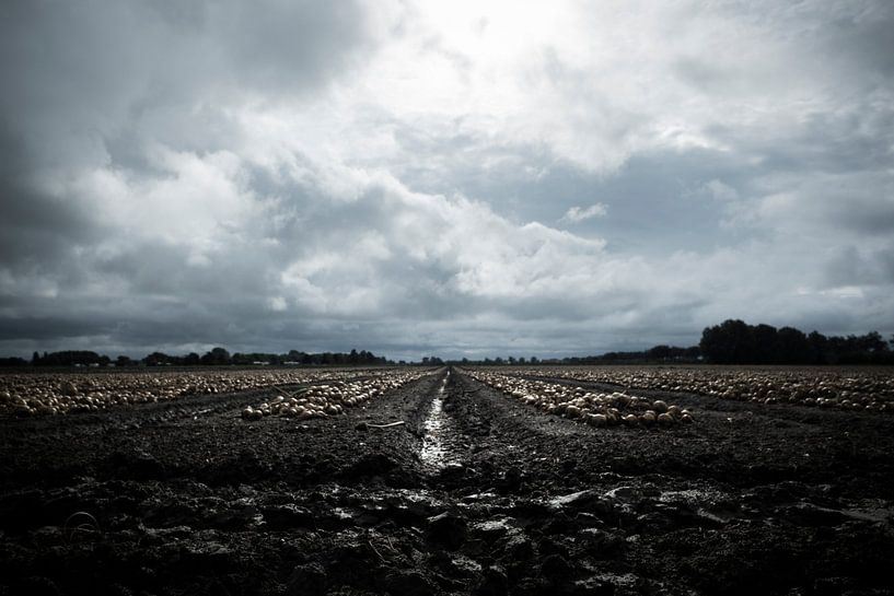 Dutch clouds - Uienveld van Mariska Vereijken