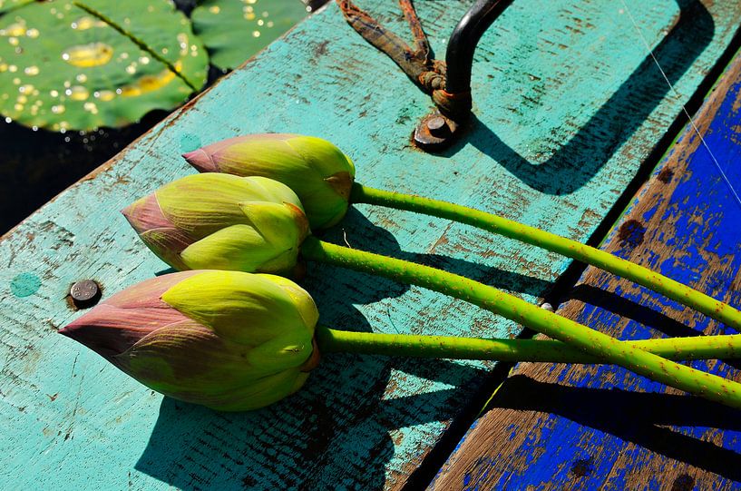 Lotus bloemen Trinity van Michael Klinkhamer