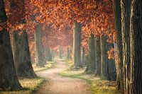 Along the old trail