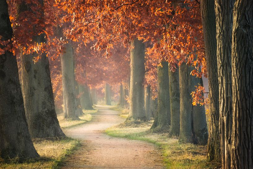 Along the old trail by Faeline Creations