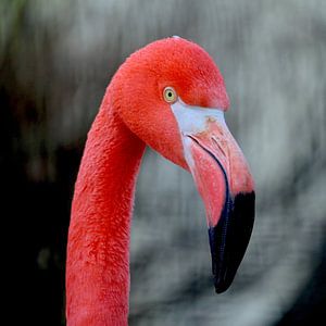 Flamingo van Jeroen Gutte