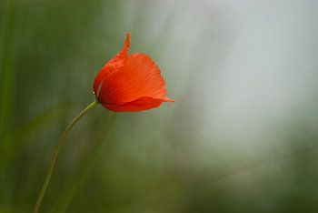 Einfach- und zerbrechlich Mohn in weicher Atmosphäre